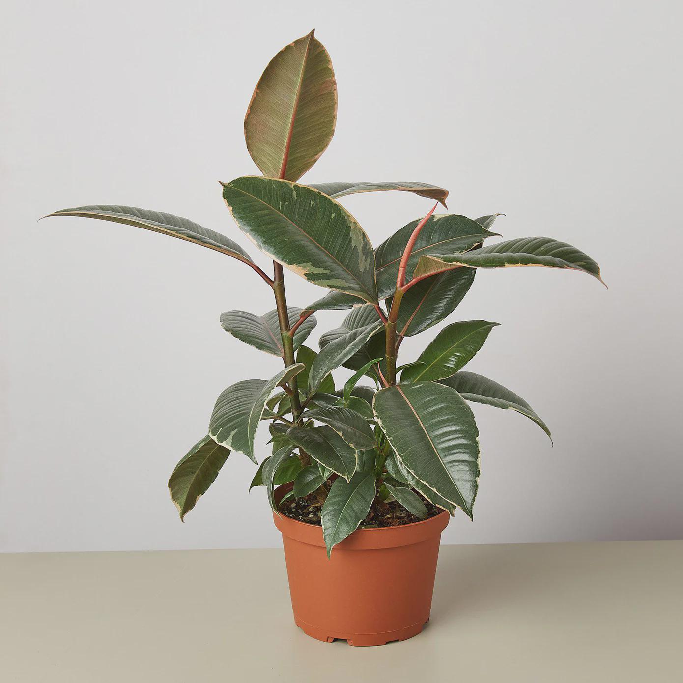 Ficus Elastica 'Tineke' Indoor Plants 3" Pot Austin Jungle Co.