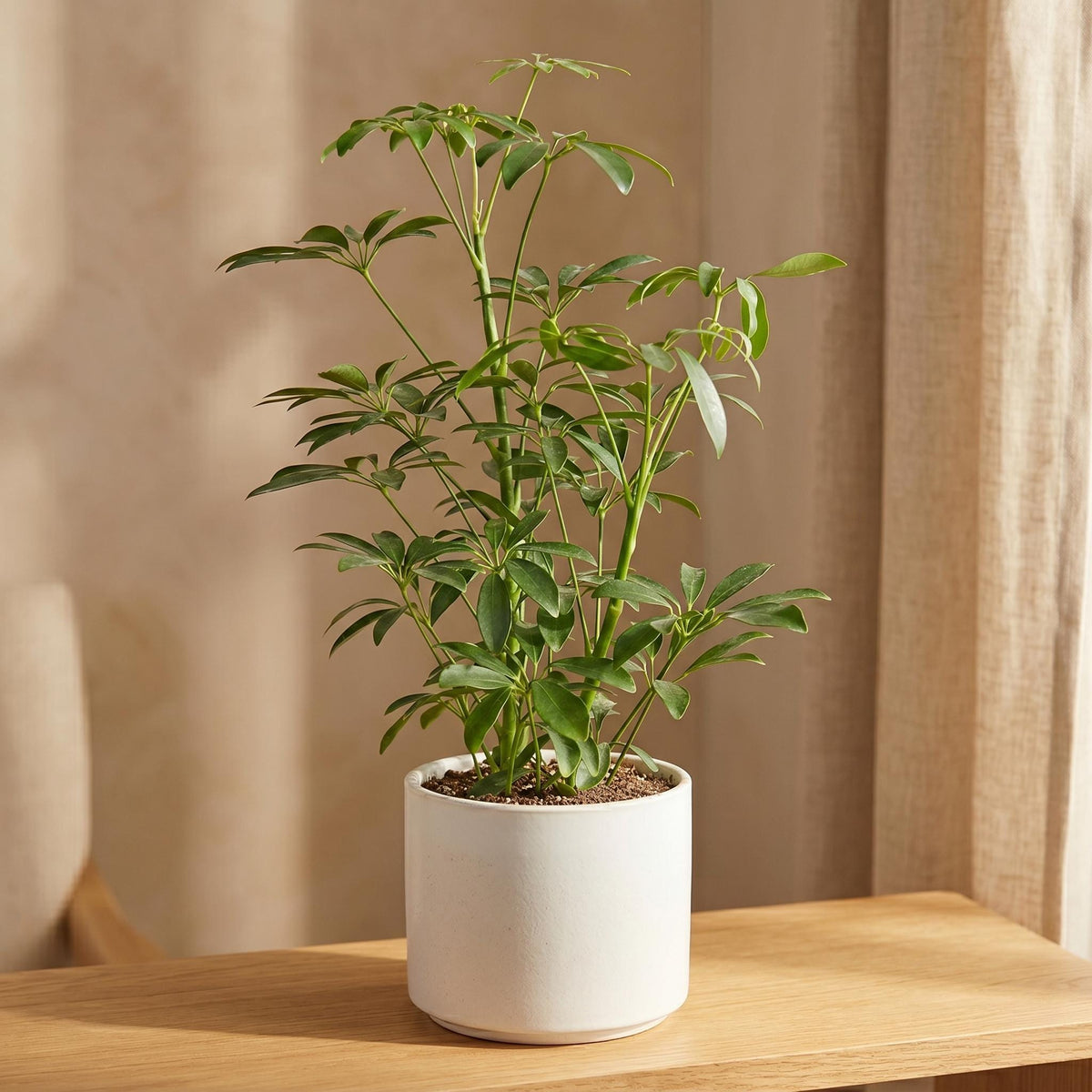 Schefflera Arboricola 'Umbrella' Indoor Plants 3" Pot / Nursery Pot Austin Jungle Co.