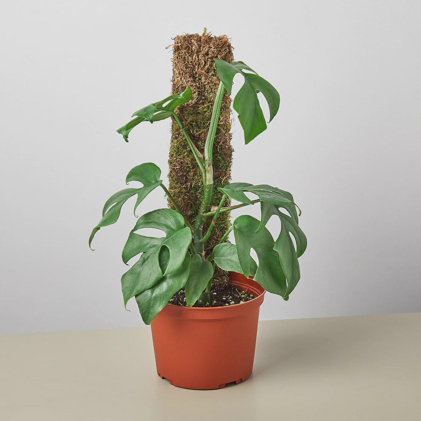 Mini Monstera - Rhaphidophora Tetrasperma
