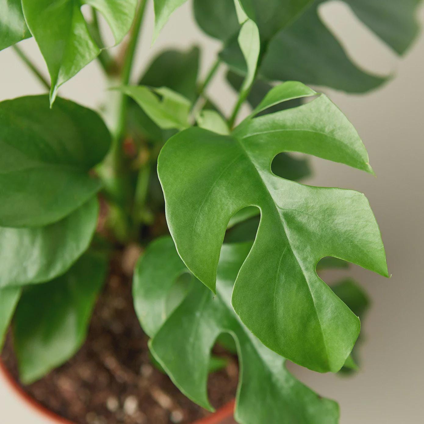 Mini Monstera - Rhaphidophora Tetrasperma