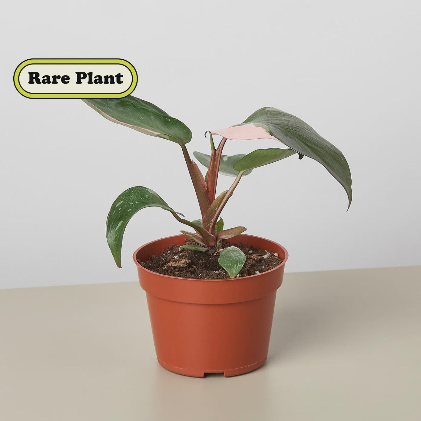 Philodendron 'Pink Princess' Indoor Plants 4" Pot / Nursery Pot Austin Jungle Co.