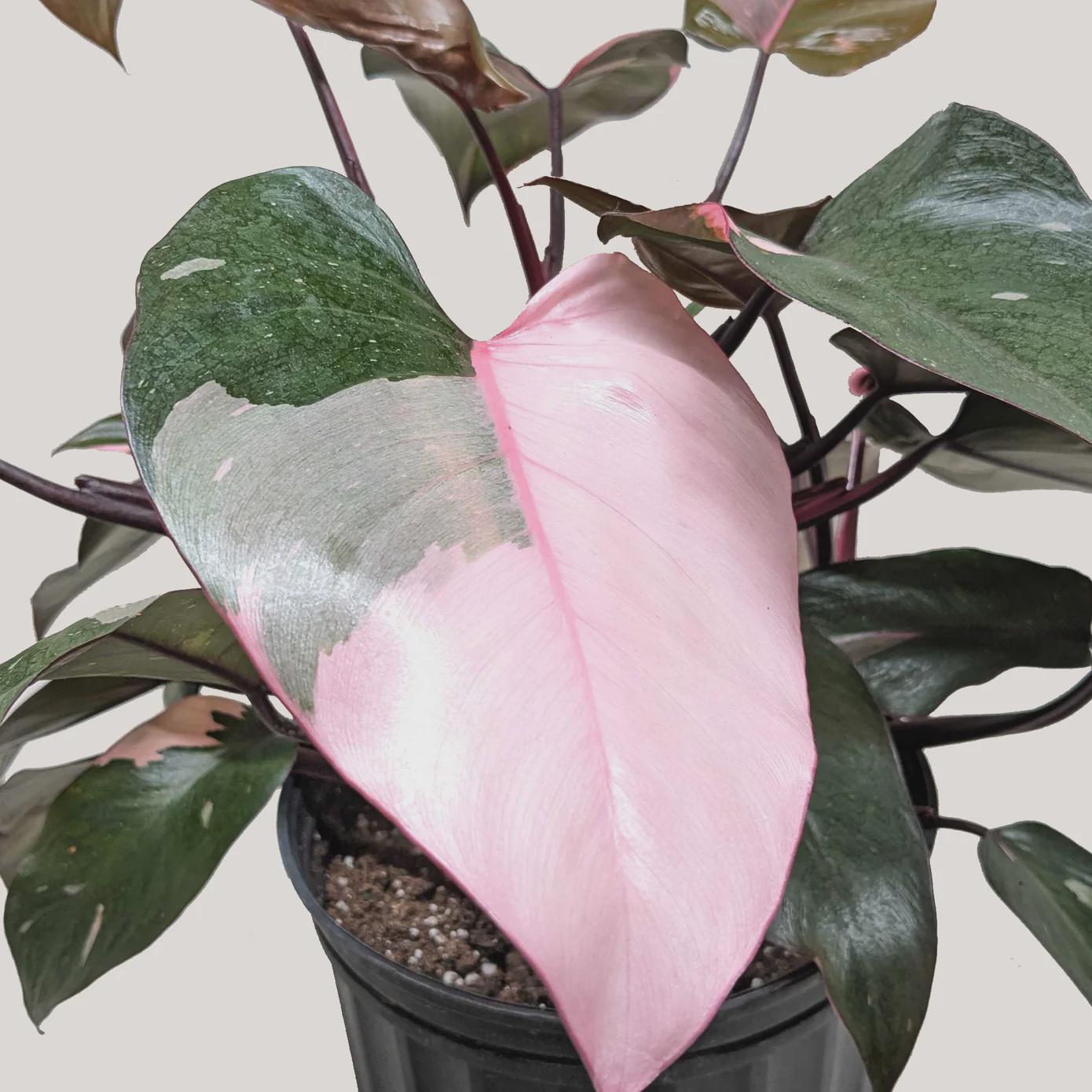 Philodendron 'Pink Princess' Indoor Plants 4" Pot / Nursery Pot Austin Jungle Co.