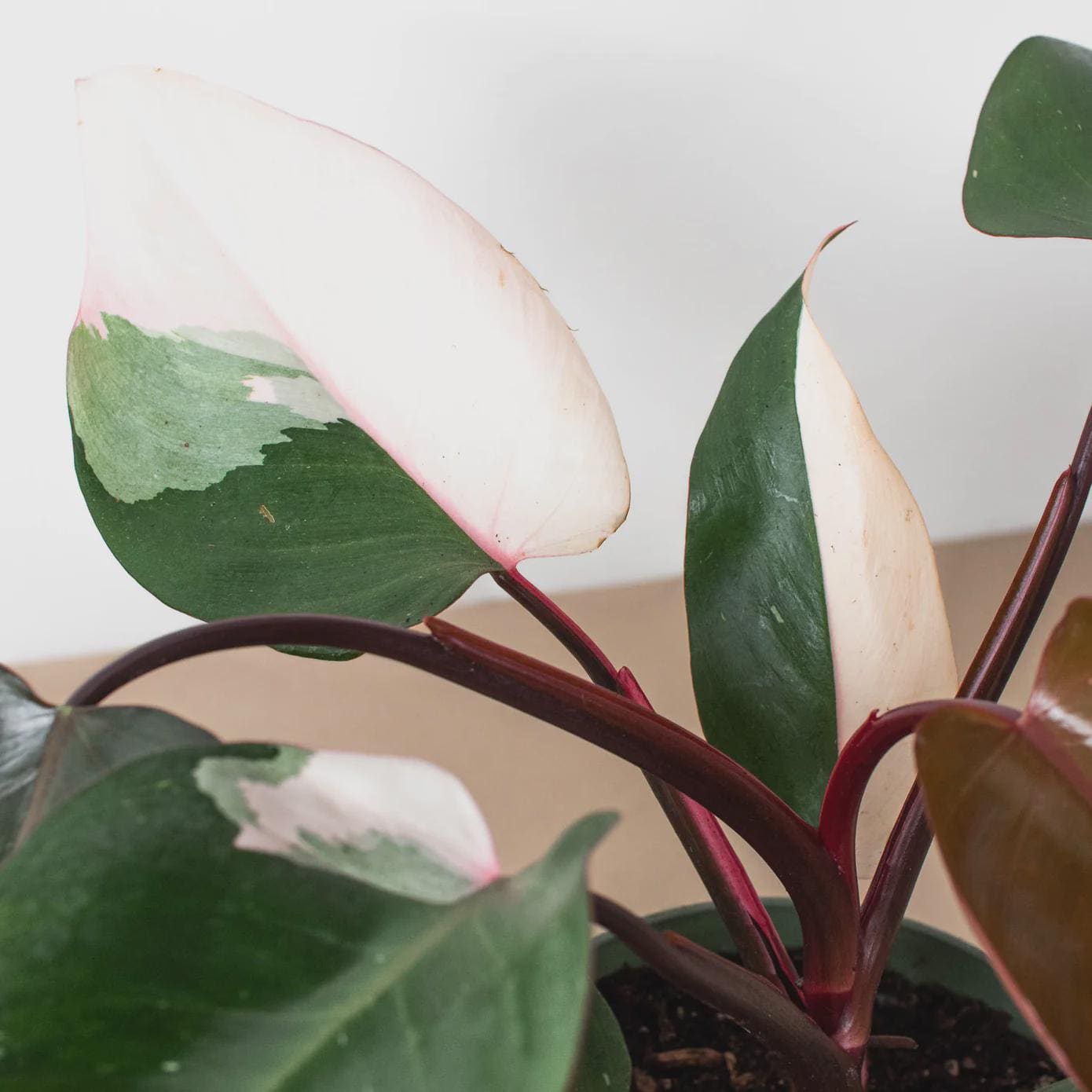 Philodendron 'Pink Princess' Indoor Plants 4" Pot / Nursery Pot Austin Jungle Co.