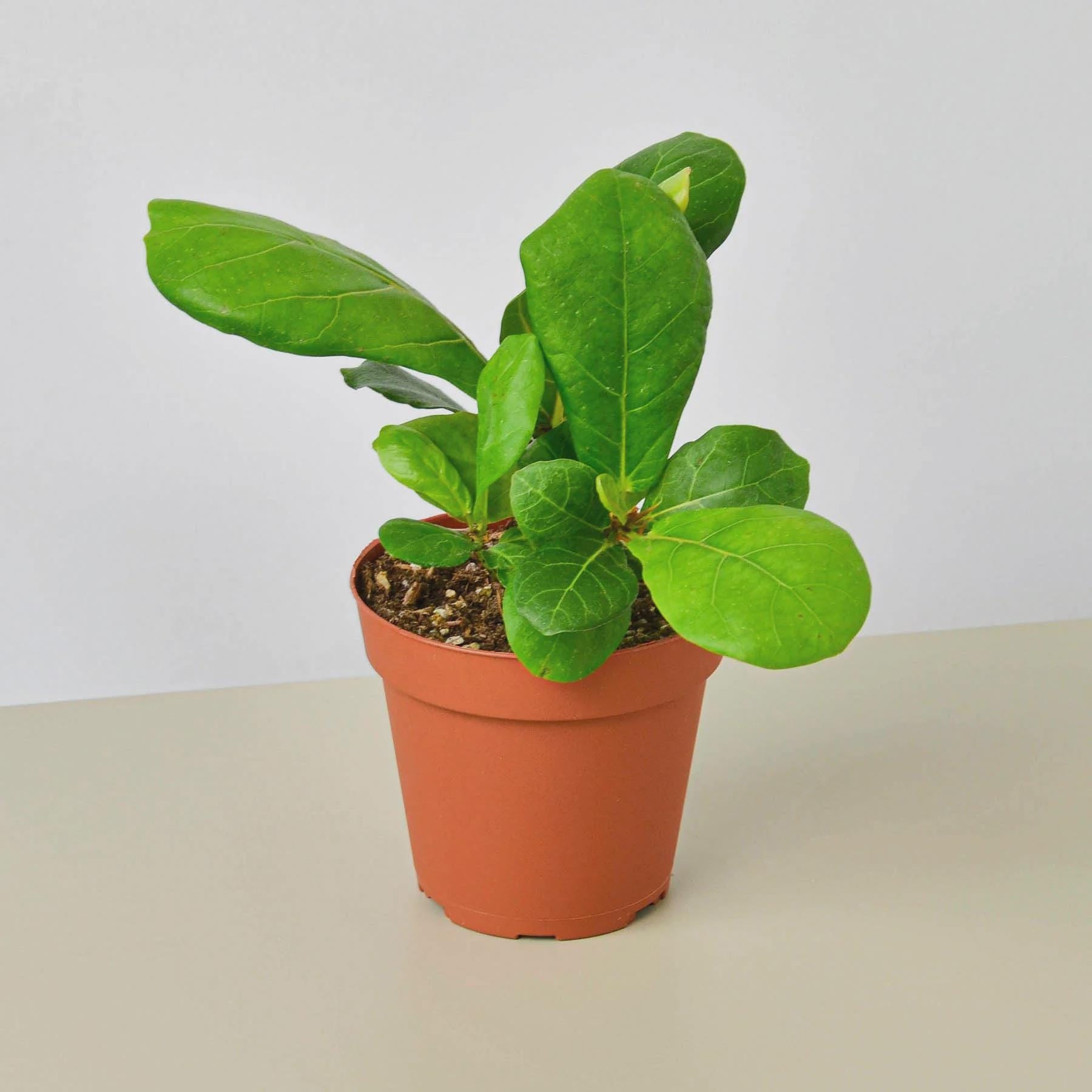 Ficus Lyrata 'Fiddle Leaf Fig' Indoor Plants 2" Pot Austin Jungle Co.