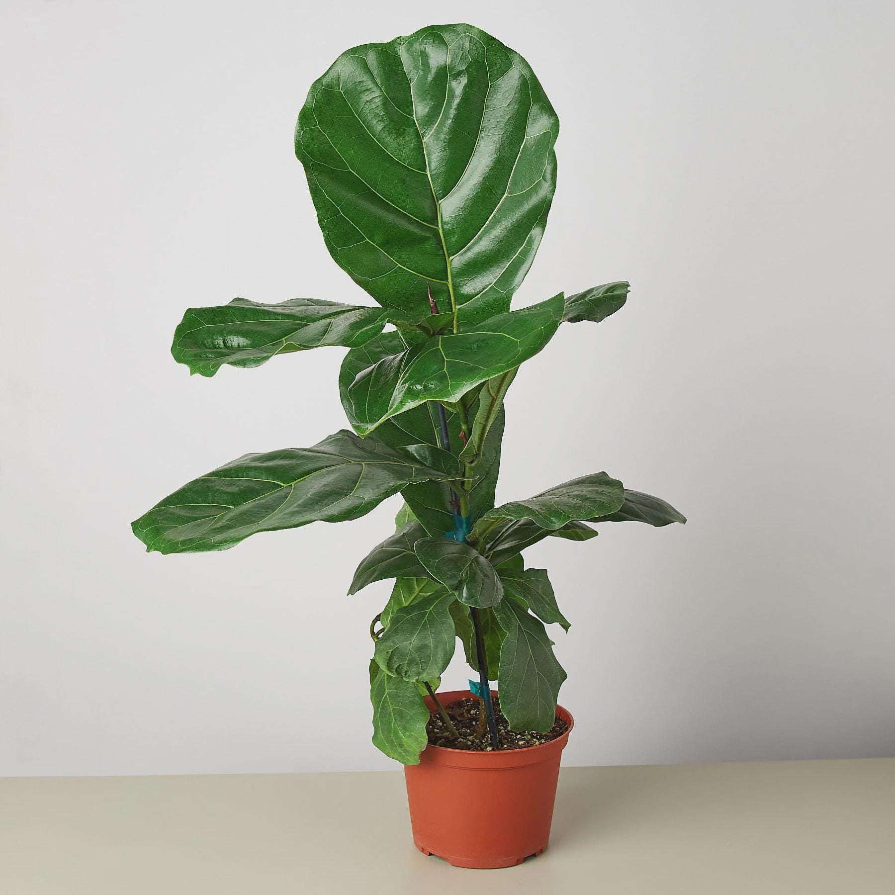 Ficus Lyrata 'Fiddle Leaf Fig' Indoor Plants 2" Pot Austin Jungle Co.