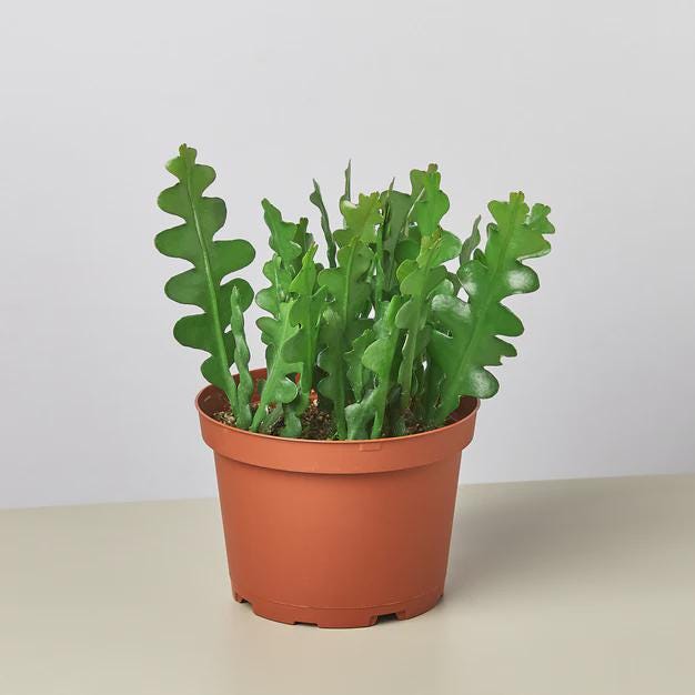 Epiphyllum 'Ric Rac' Cactus 3" Pot Austin Jungle Co.