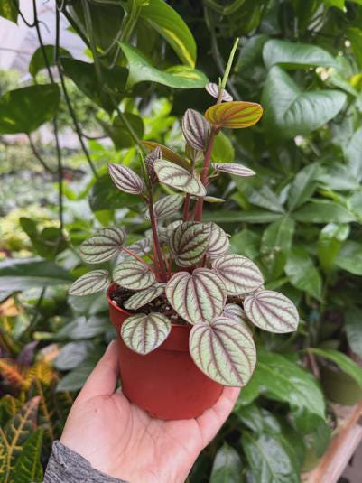 Peperomia 'Picollo Banda' Indoor Plants 4" Pot Austin Jungle Co.