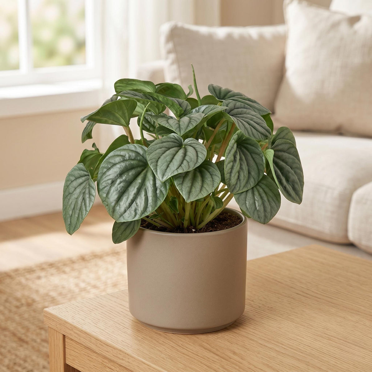 Peperomia 'Frost' Indoor Plants 4" Pot Austin Jungle Co.