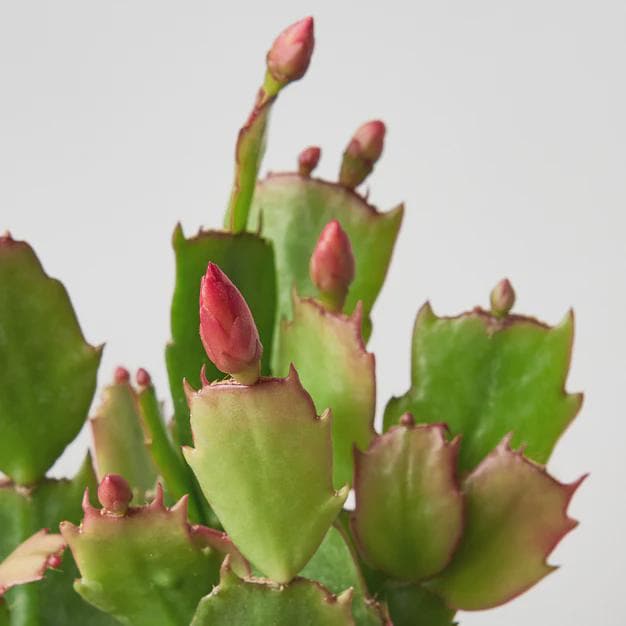 Zygocactus 'Christmas Cactus' 4" Pot / Red Austin Jungle Co.