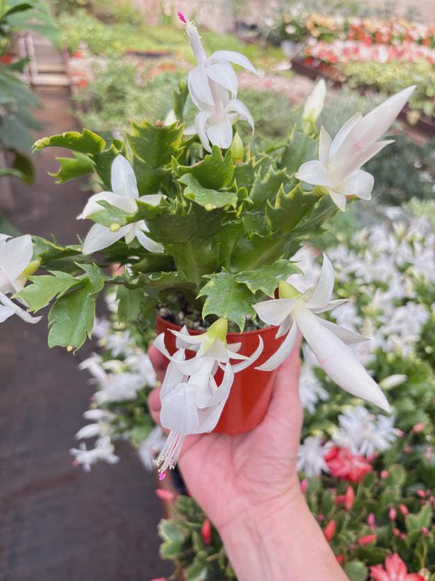 Zygocactus 'Christmas Cactus' 4" Pot / Red Austin Jungle Co.