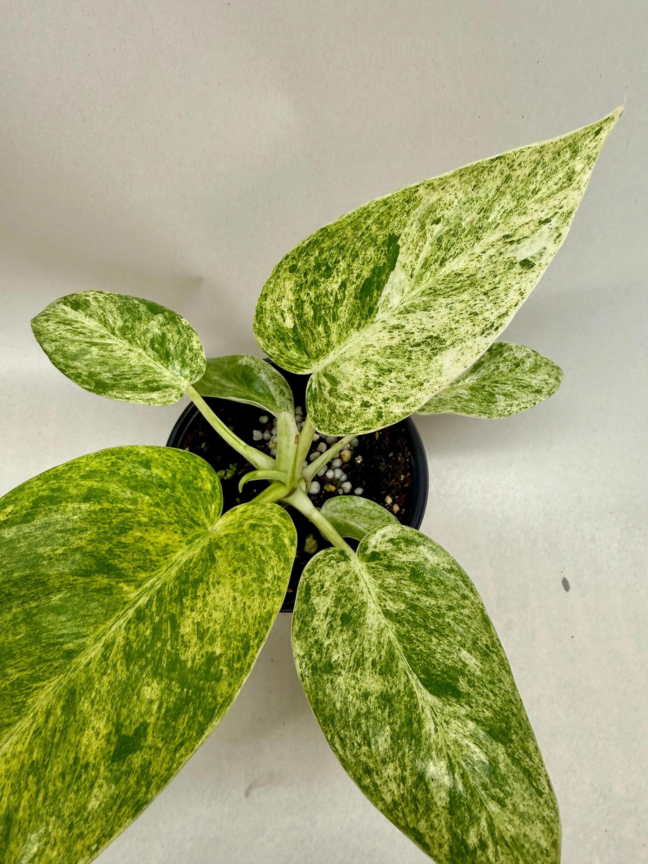 Philodendron 'Blizzard' Indoor Plants 4" Pot Austin Jungle Co.