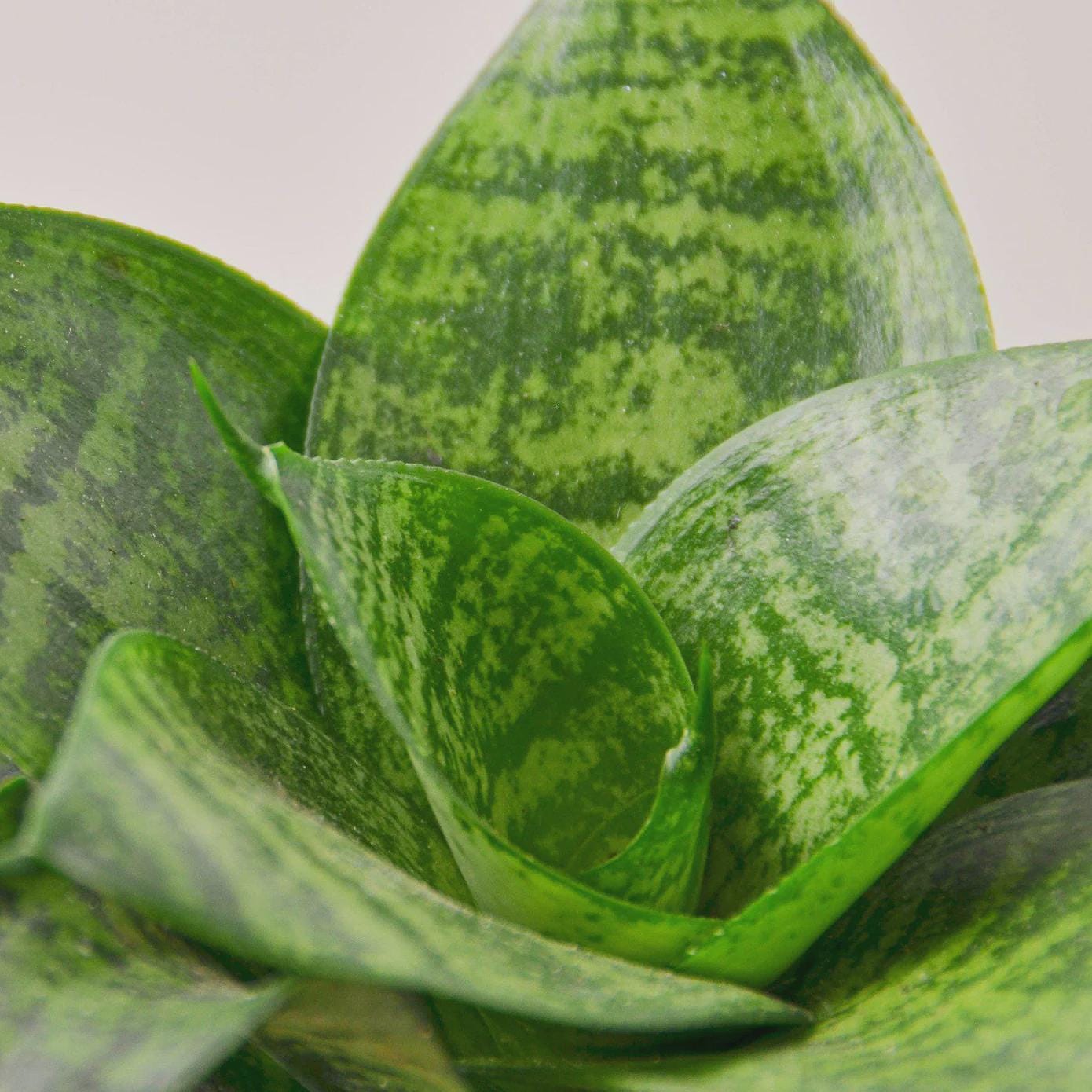 Snake Plant Black Robusta Indoor Plants 3" Pot Austin Jungle Co.