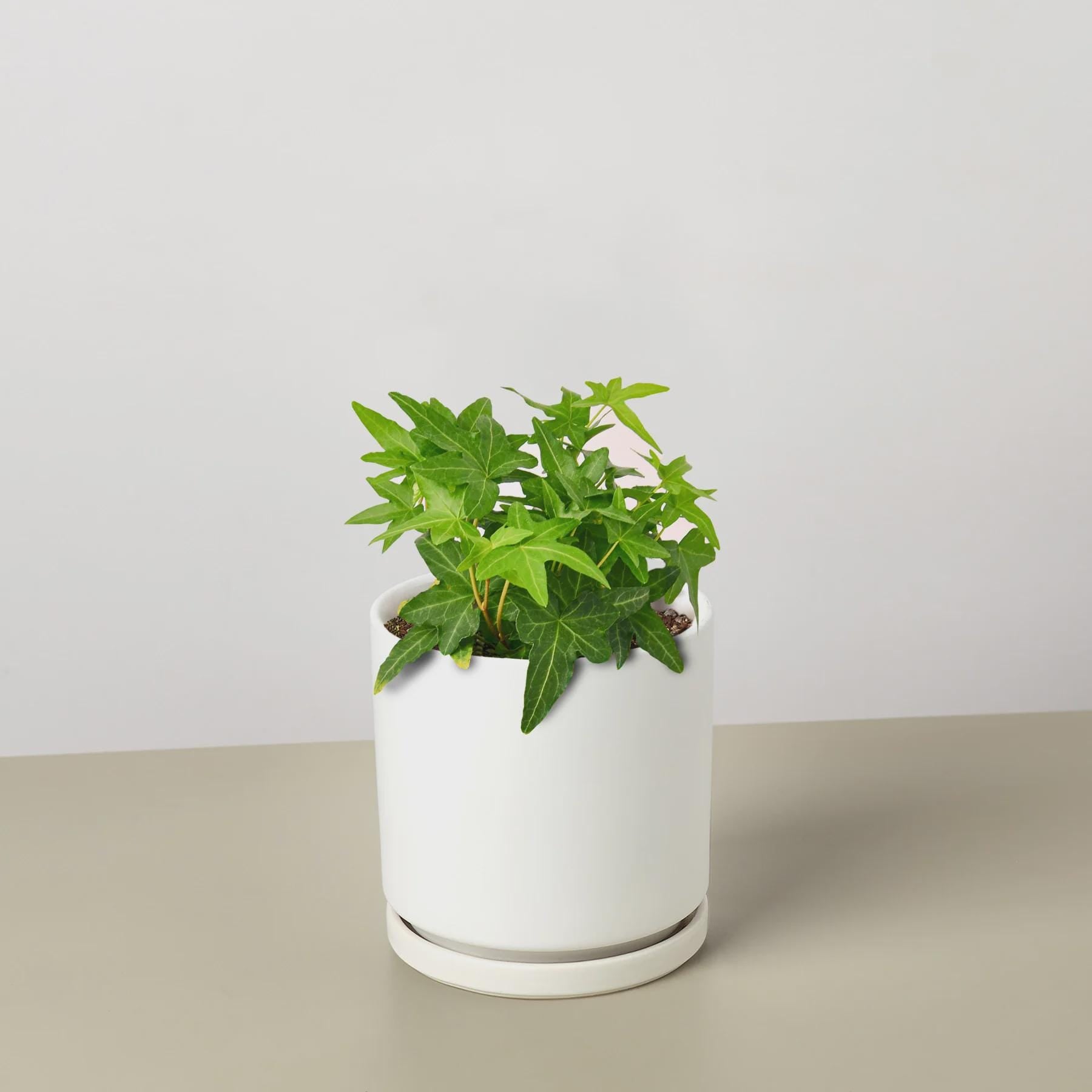 English Ivy Green California Indoor Plants 3" Pot / Nursery Pot Austin Jungle Co.