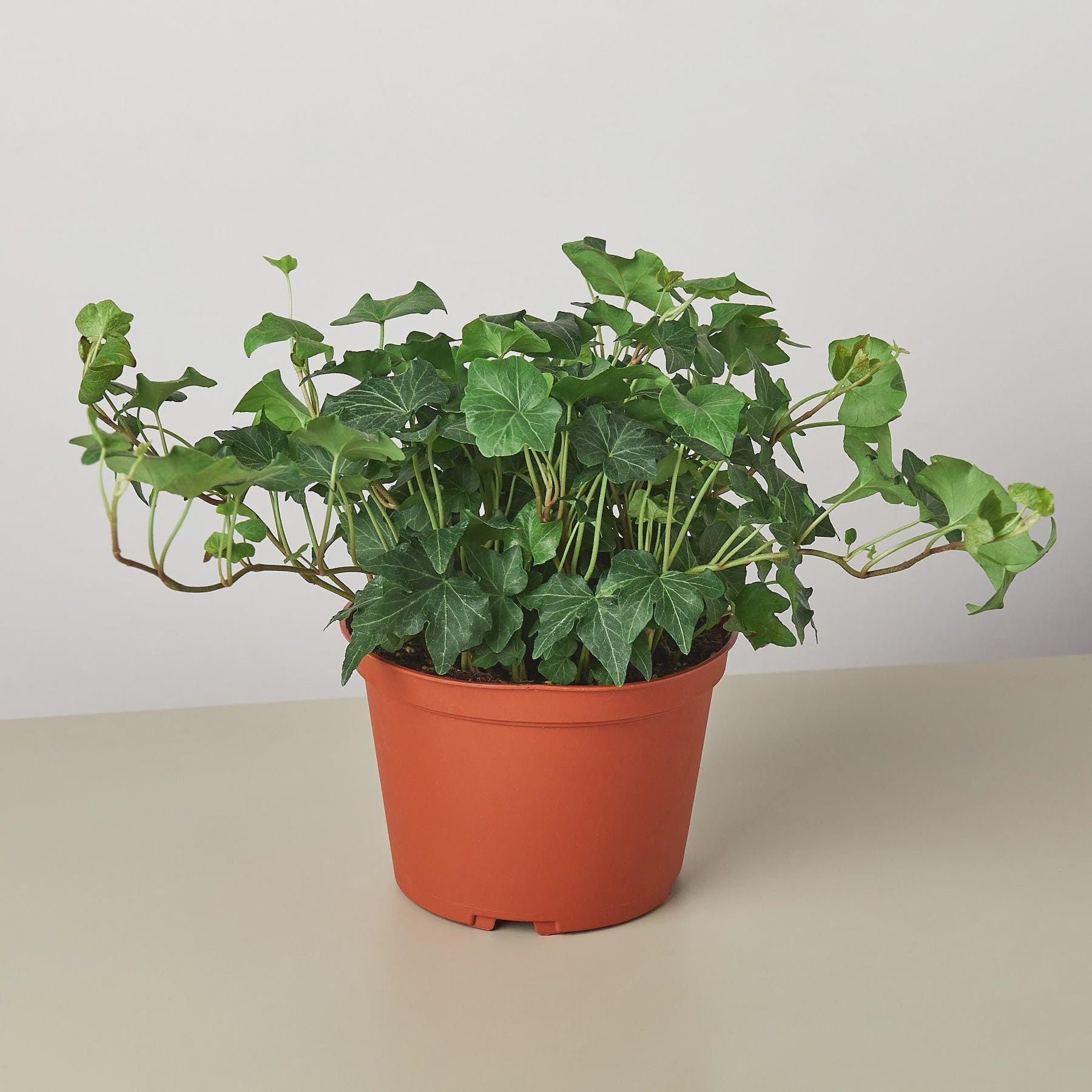 English Ivy Green California Indoor Plants 3" Pot / Nursery Pot Austin Jungle Co.