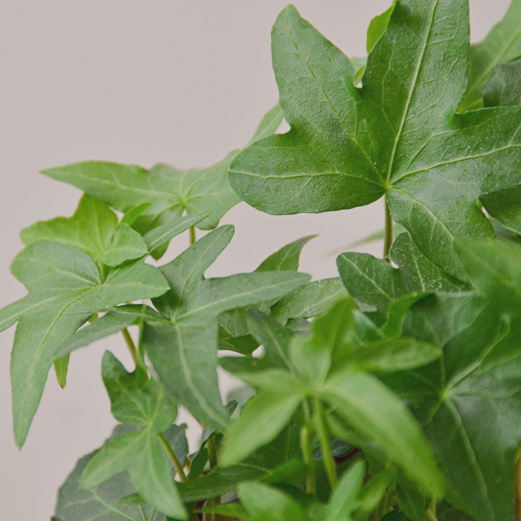 English Ivy Green California Indoor Plants 3" Pot / Nursery Pot Austin Jungle Co.