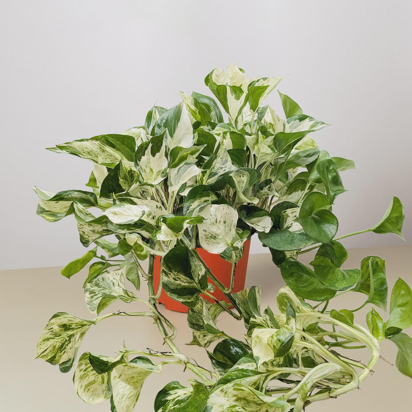 Pothos Manjula 4" Pot Austin Jungle Co.