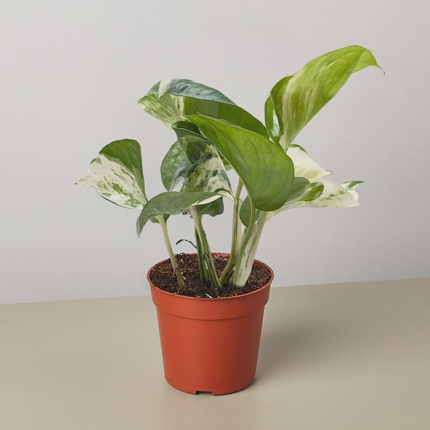 Pothos Manjula 4" Pot Austin Jungle Co.