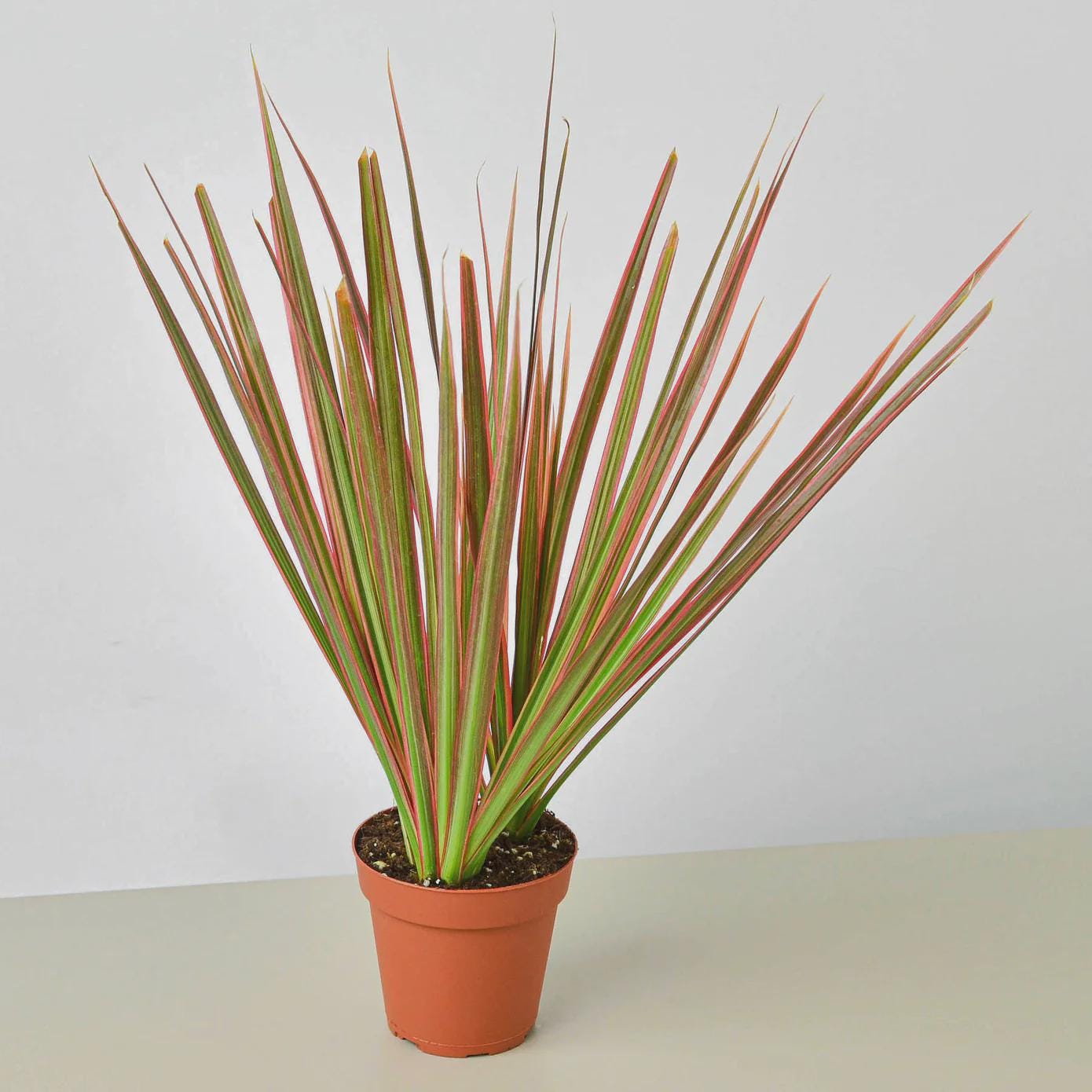 Dracaena 'Colorama' Default 3" Pot Austin Jungle Co.