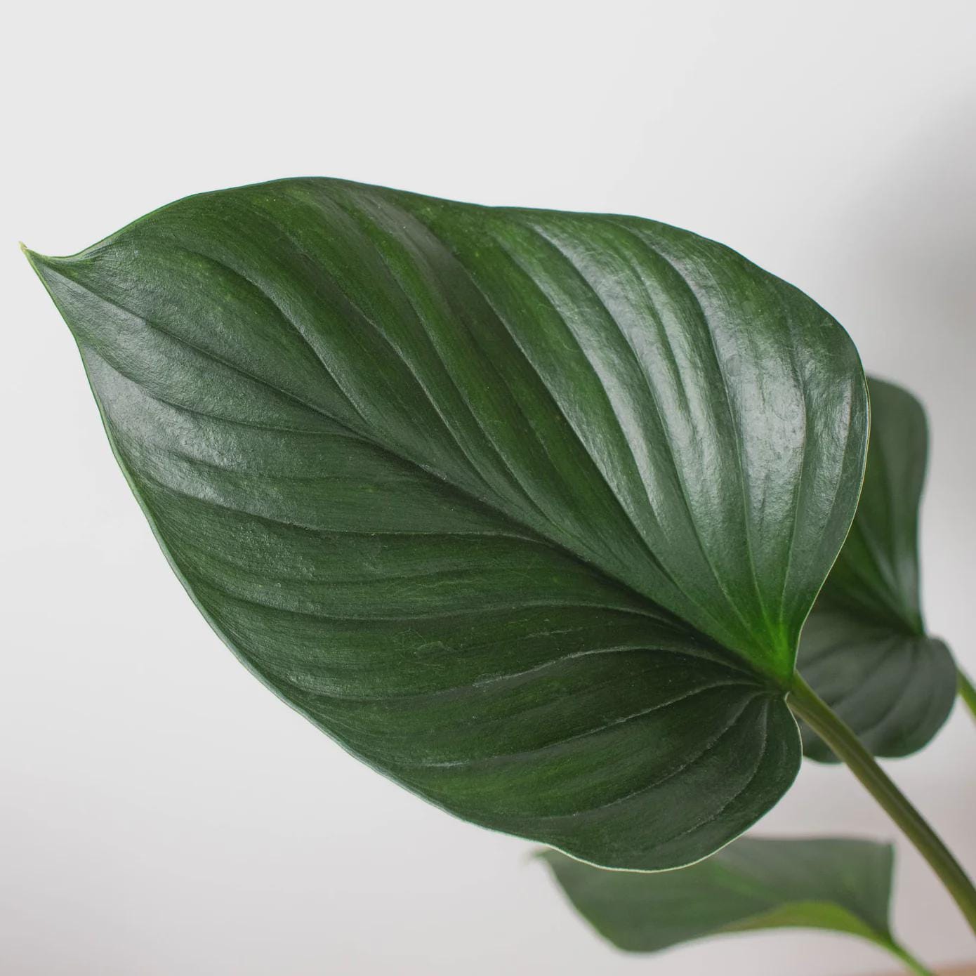 Homalomena 'Emerald Gem' Indoor Plants 4" Pot Austin Jungle Co.