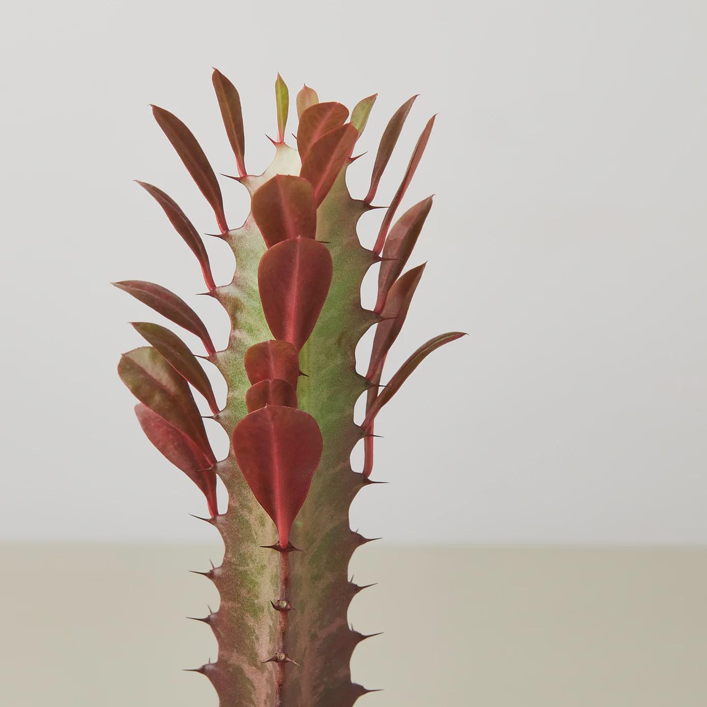 Succulent Euphorbia 'Trigona Rubra' Succulent 2" Pot Austin Jungle Co.