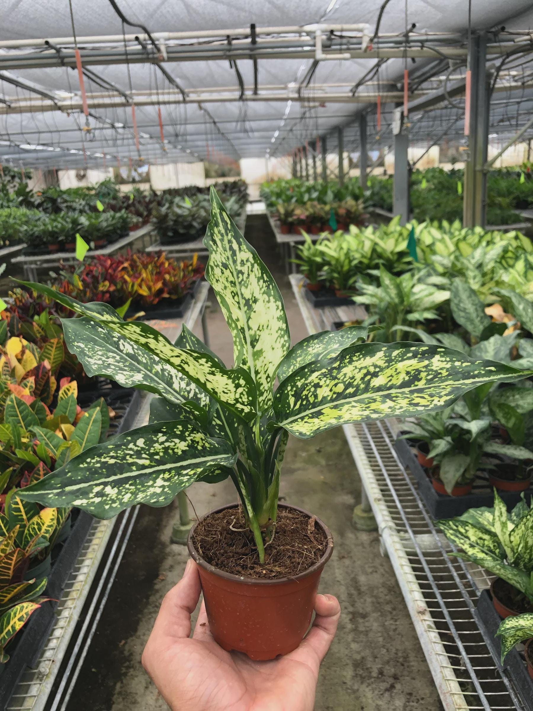 Chinese Evergreen 'First Diamond' Indoor Plants 4" Pot Austin Jungle Co.
