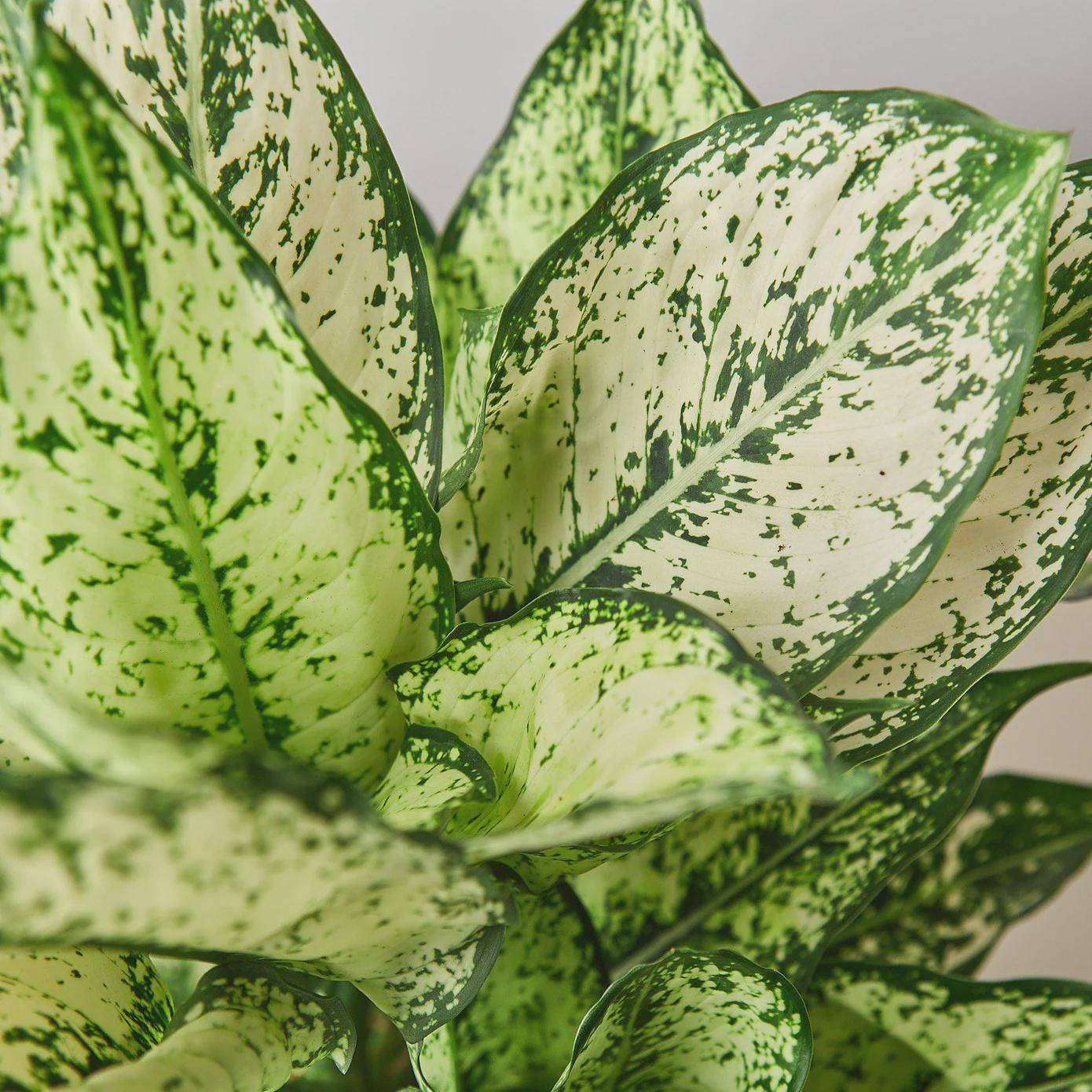 Chinese Evergreen 'First Diamond' Indoor Plants 4" Pot Austin Jungle Co.