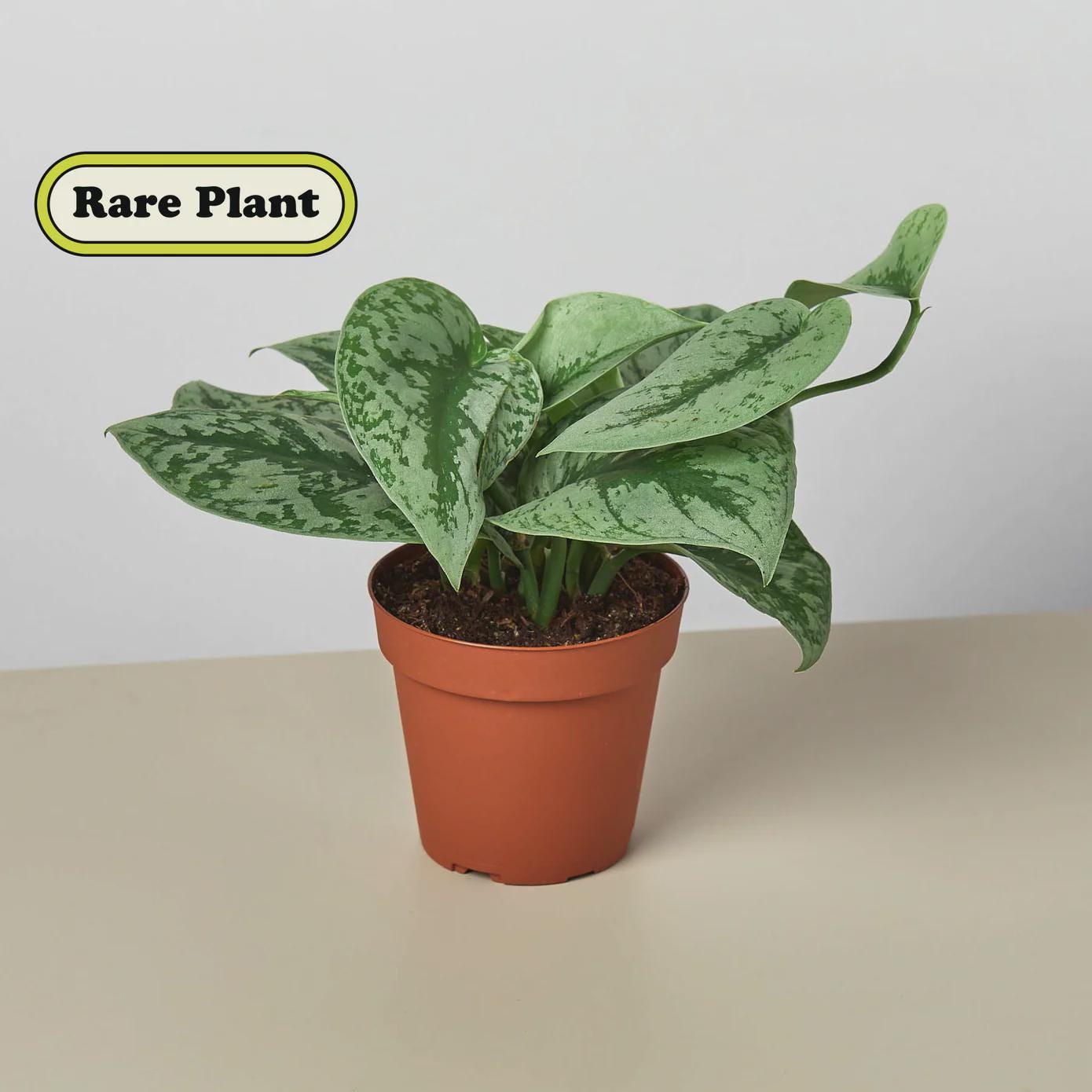 Scindapsus Pictus 'Exotica' Indoor Plants 4" Pot Austin Jungle Co.