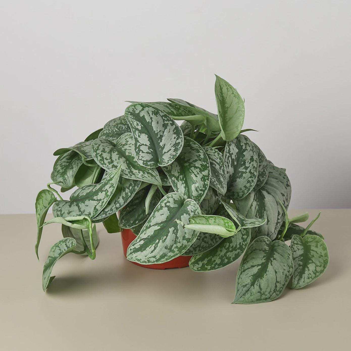 Scindapsus Pictus 'Exotica' Indoor Plants 4" Pot Austin Jungle Co.