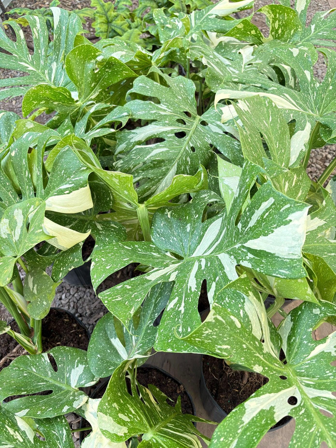 Monstera 'Thai Constellation' 2" Pot Austin Jungle Co.