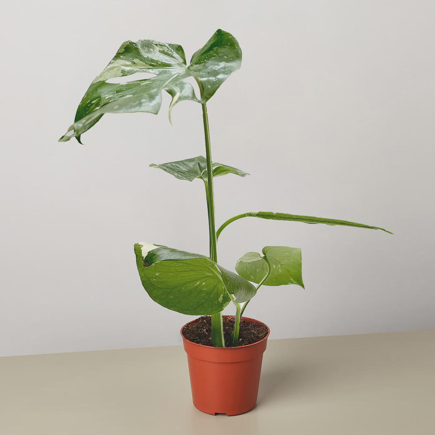 Monstera 'Thai Constellation' 2" Pot Austin Jungle Co.