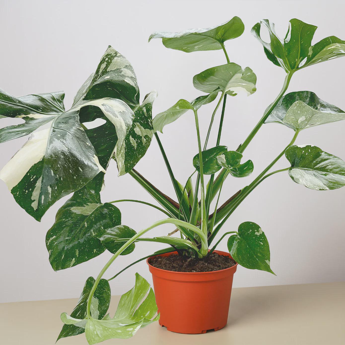 Monstera 'Thai Constellation' 2" Pot Austin Jungle Co.