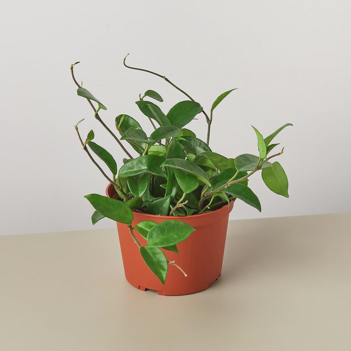 Hoya Carnosa 4" Plant 4" Pot Austin Jungle Co.