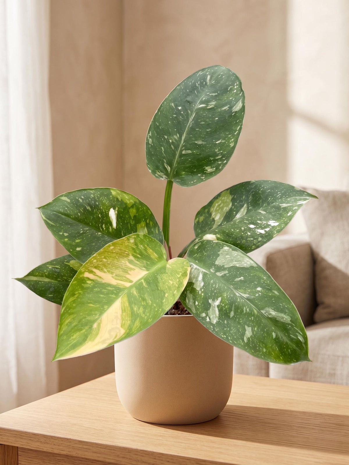 Philodendron 'Congo Nuclear' Indoor Plants 4" Pot Austin Jungle Co.