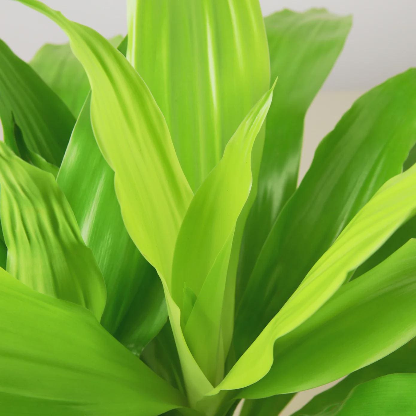 Dracaena 'Lime Light' Indoor Plants 6" Pot Austin Jungle Co.
