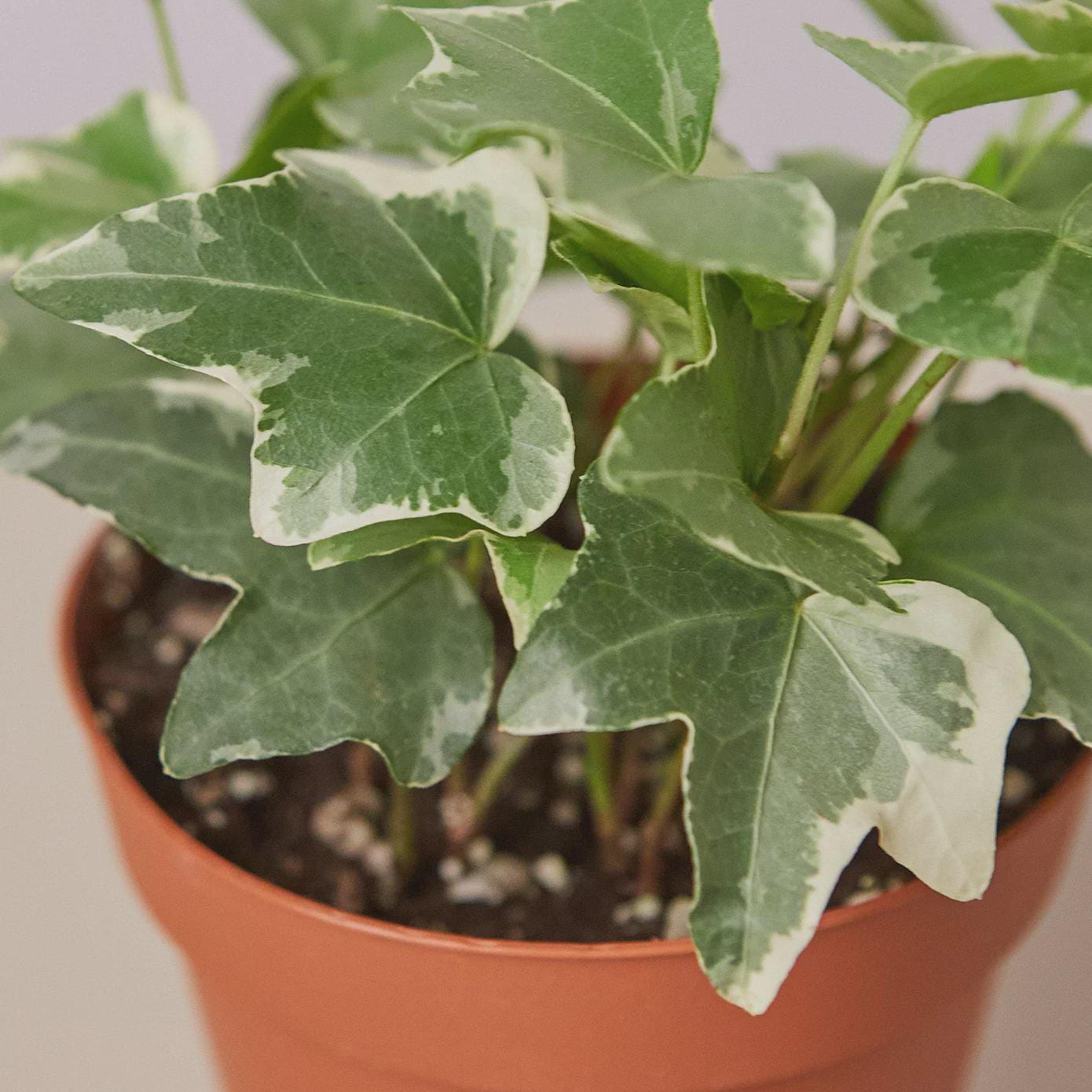 English Ivy 'Glacier' Indoor Plants 3" Pot / Nursery Pot Austin Jungle Co.