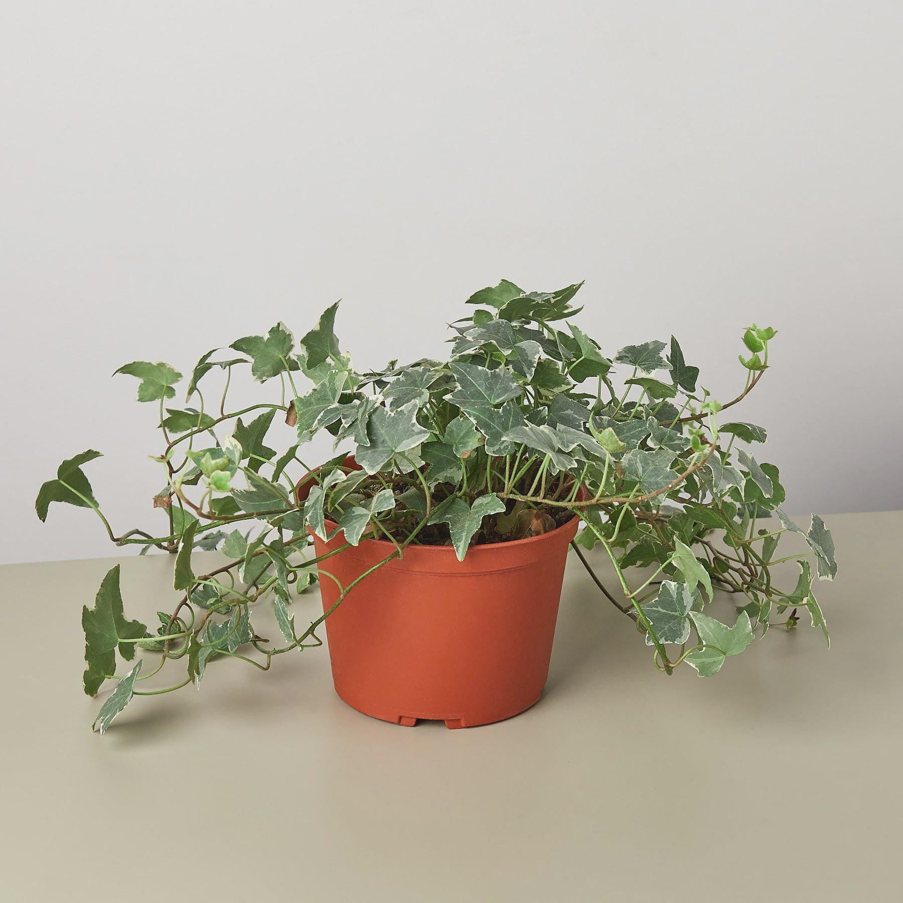 English Ivy 'Glacier' Indoor Plants 6" Pot / Nursery Pot Austin Jungle Co.