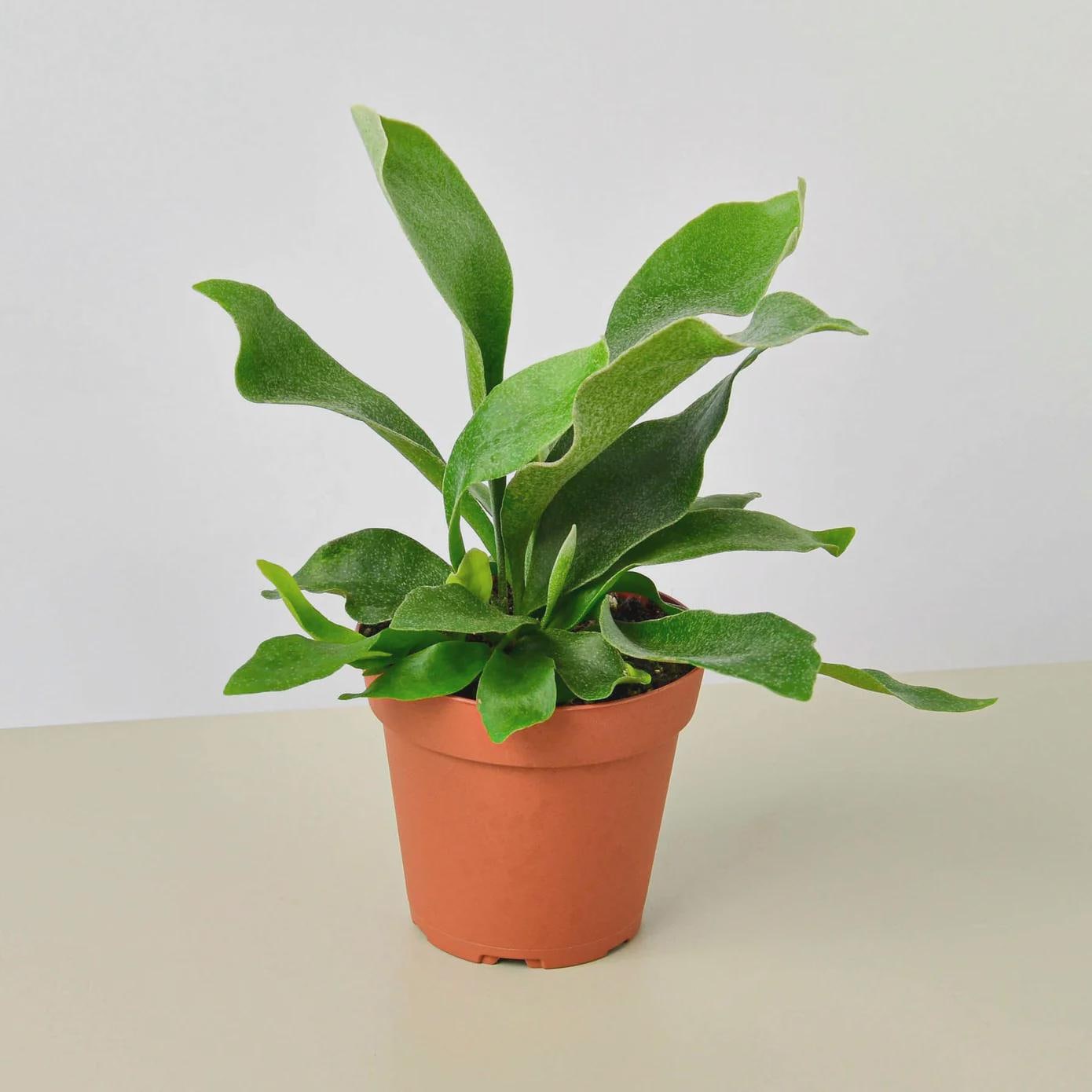 Staghorn Fern Indoor Plants 3" Pot / Nursery Pot Austin Jungle Co.