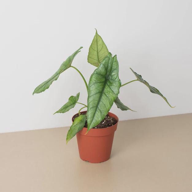 Alocasia 'Dragons Breath' 4" Pot Austin Jungle Co.