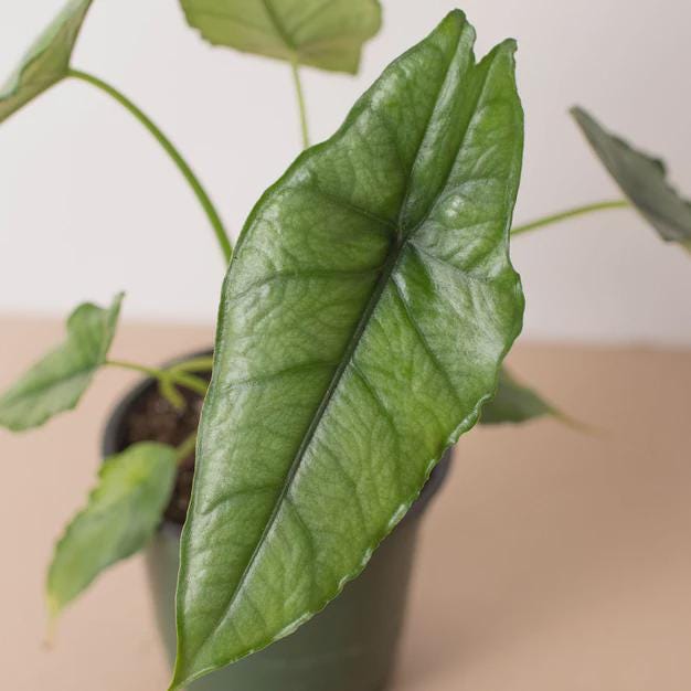 Alocasia 'Dragons Breath' 4" Pot Austin Jungle Co.
