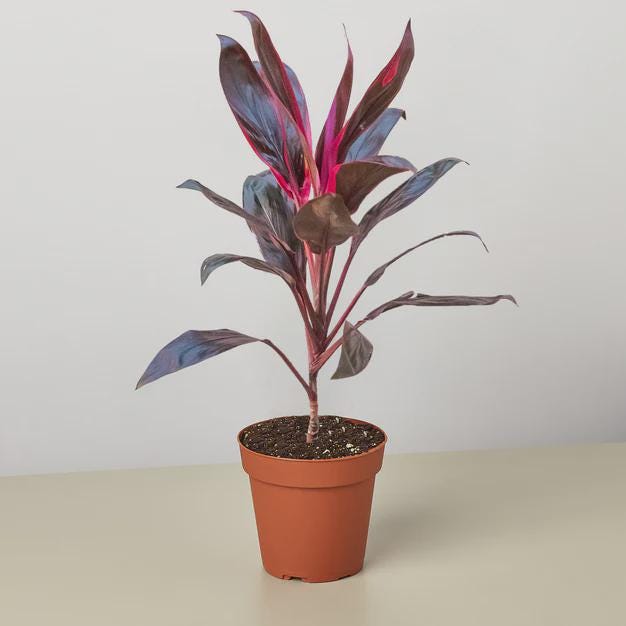 Cordyline 'Calypso Queen' Indoor Plants 3" Pot Austin Jungle Co.