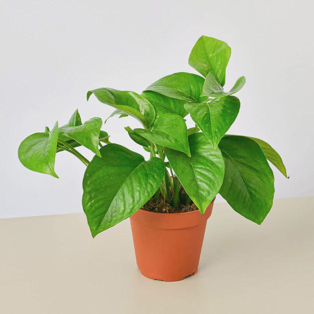 Pothos 'Green Queen' Indoor Plants 3" Pot Austin Jungle Co.