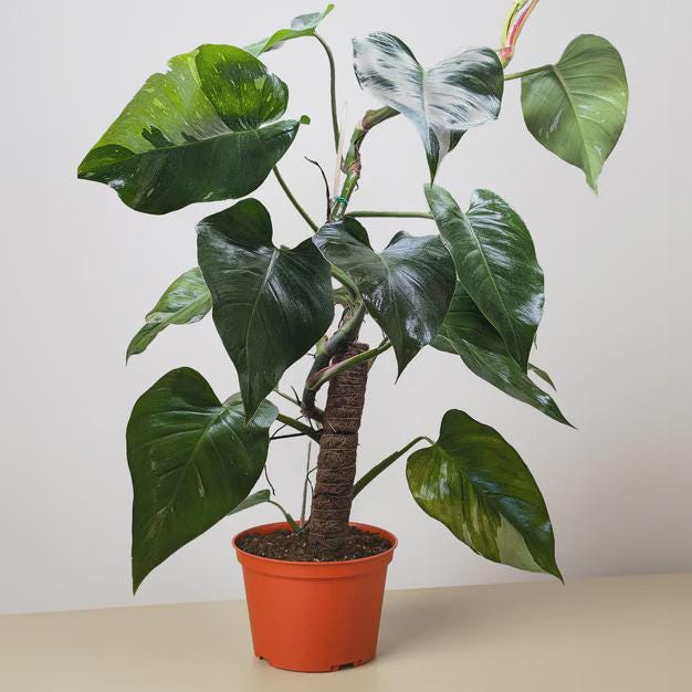 Philodendron 'White Princess' Indoor Plants 2" Pot Austin Jungle Co.