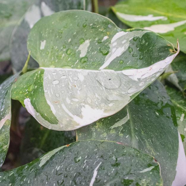 Philodendron 'White Princess' Indoor Plants 2" Pot Austin Jungle Co.