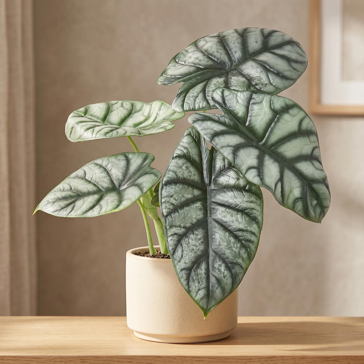 Alocasia Silver Dragon Indoor Plants 4" Pot Austin Jungle Co.