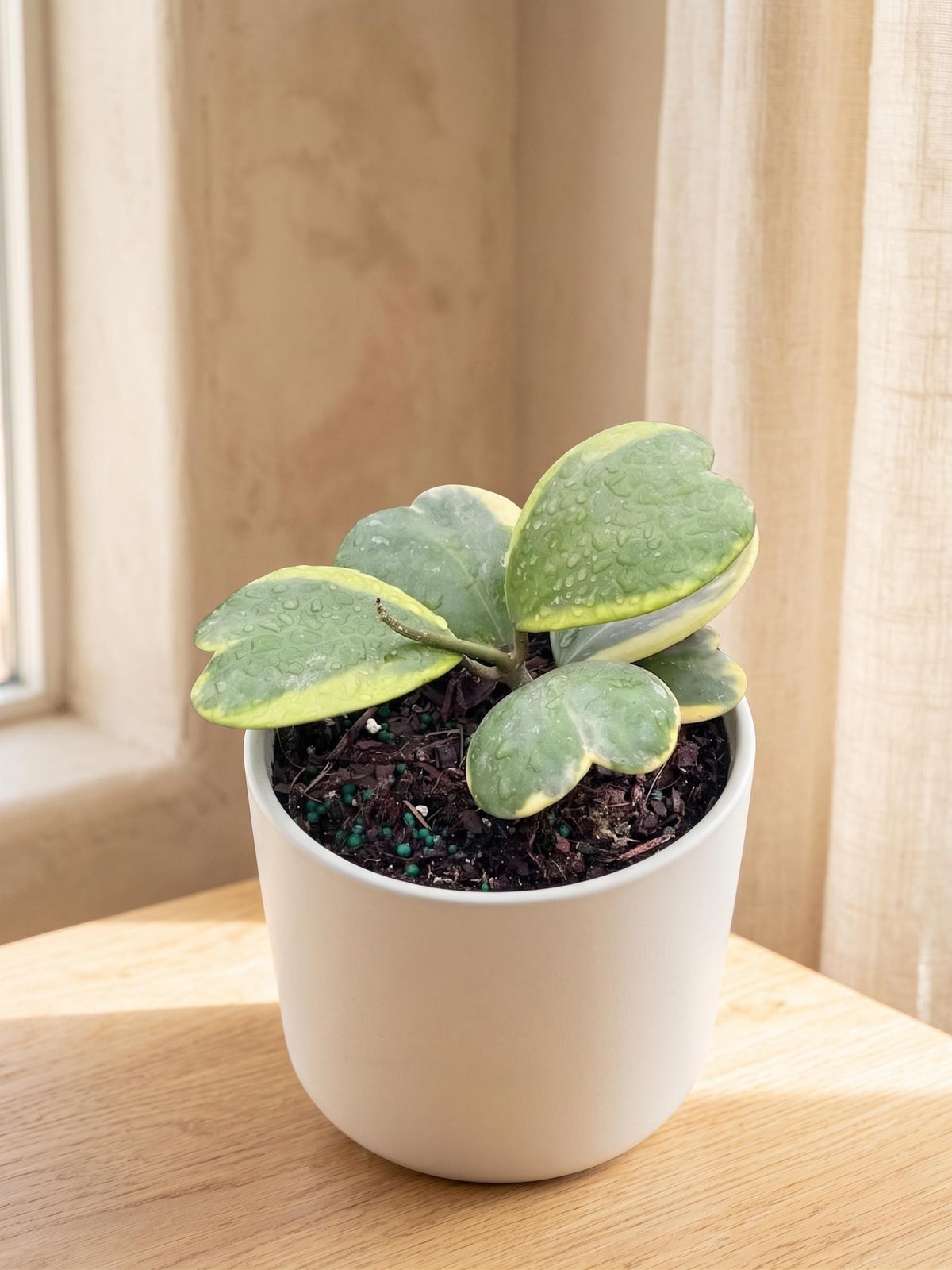 Hoya 'Sweetheart Variegated'