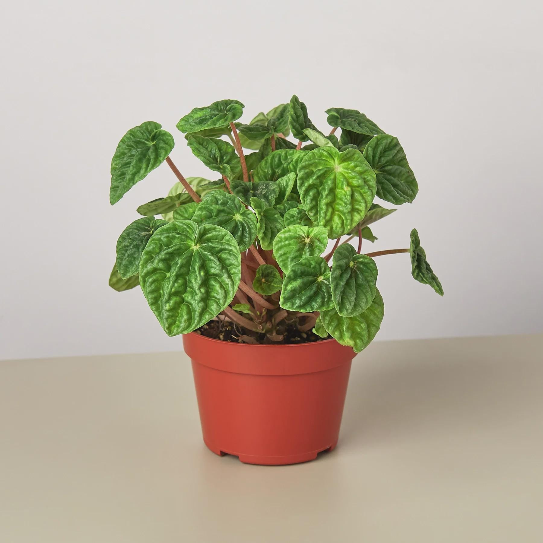 Peperomia 'Ripple'