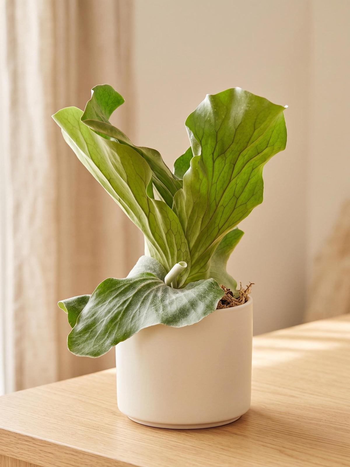 Fern 'Elephant'