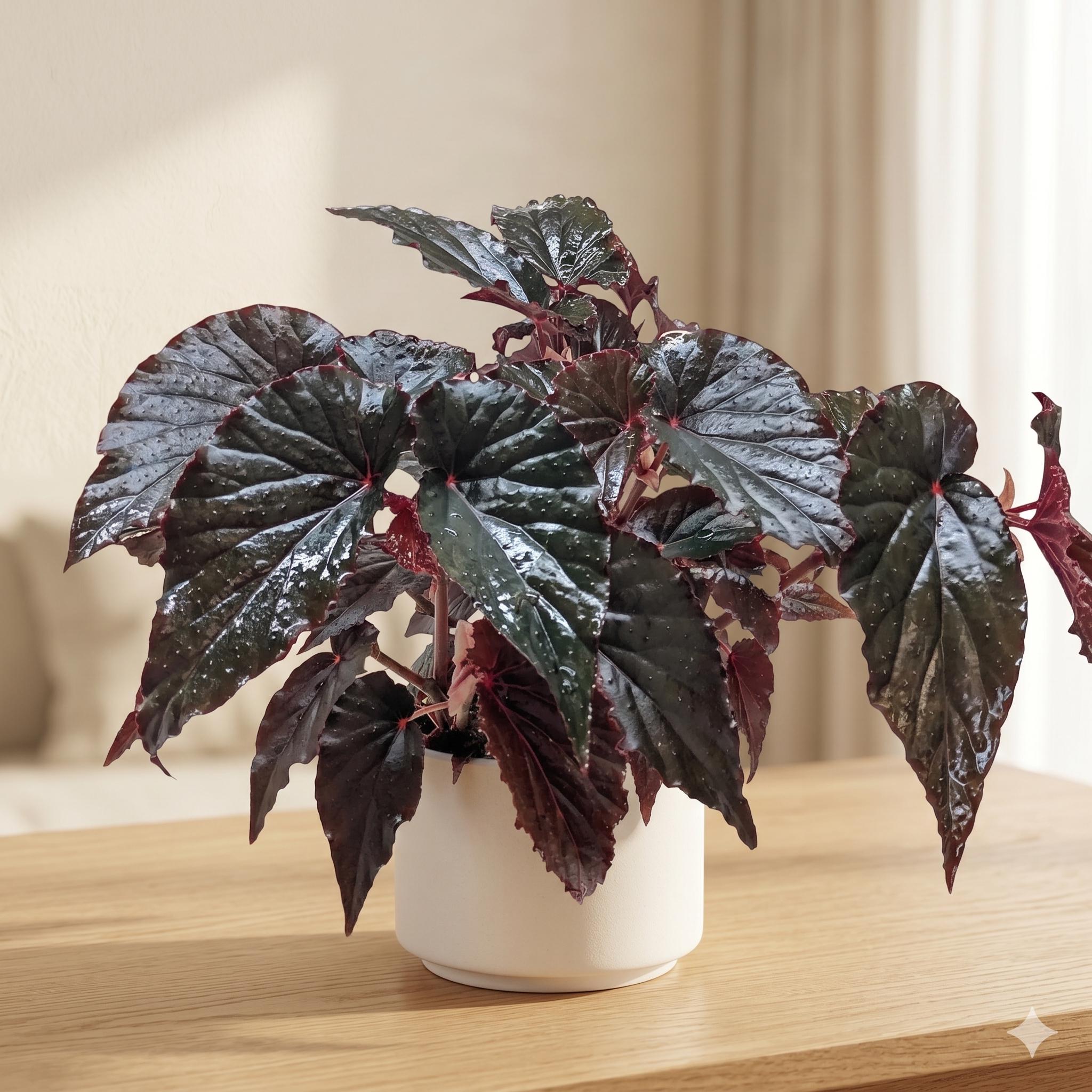 Begonia 'Black Magic'
