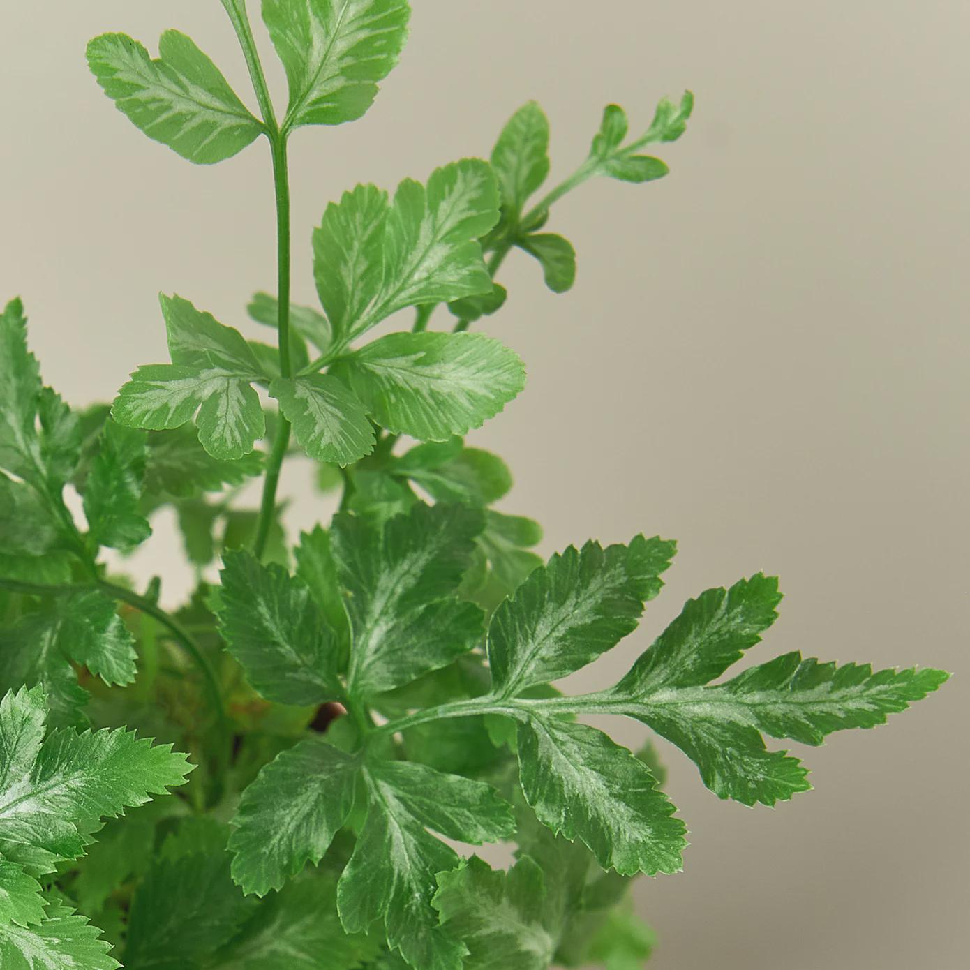 Fern 'Silver Lace'