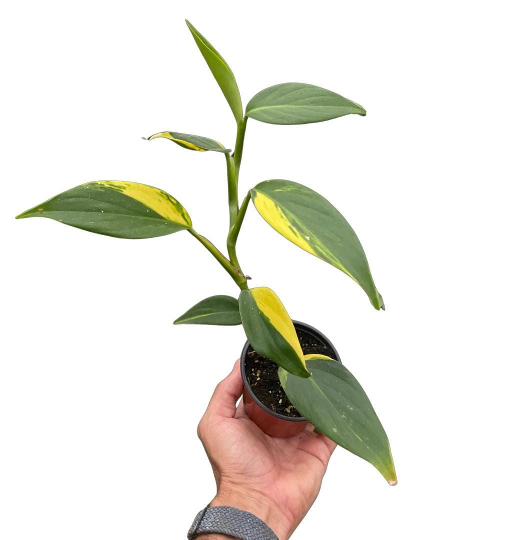 Scindapsus 'Coriaceus' Indoor Plants 3" Pot Austin Jungle Co.